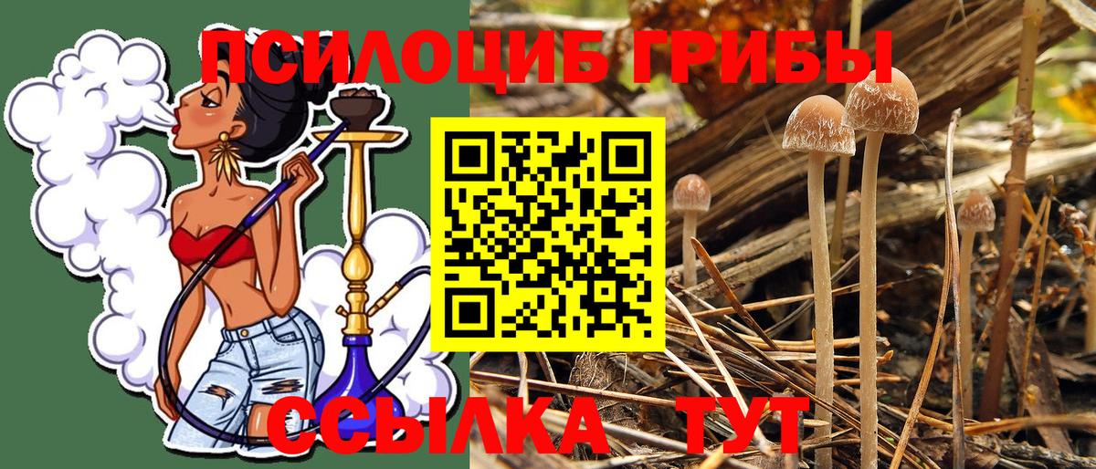 Псилоцибиновые грибы мицелий Минусинск